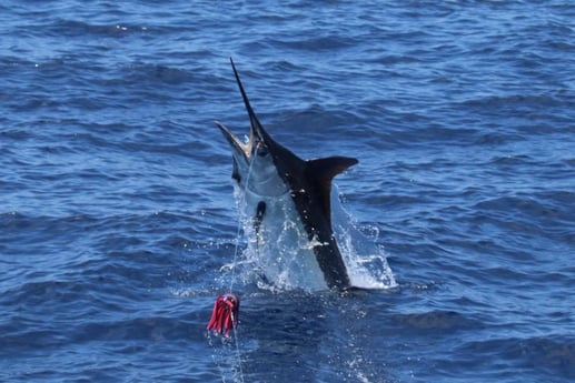 Fishing in Kailua-Kona, Hawaii