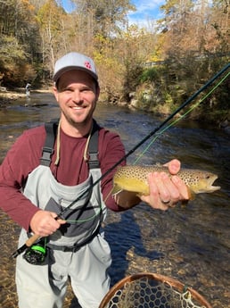 Brown Trout fishing in Leicester, North Carolina