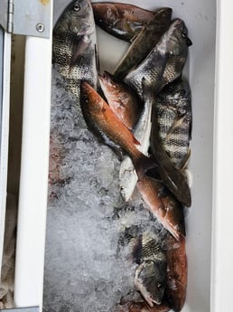 Fishing in Fort Myers Beach, Florida