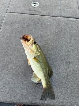 Fishing in Alba, Texas