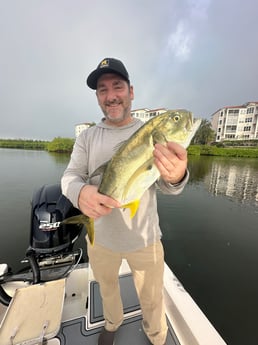 Jack Crevalle Fishing in Sarasota, Florida