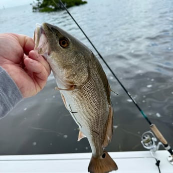 Fishing in Tarpon Springs, Florida