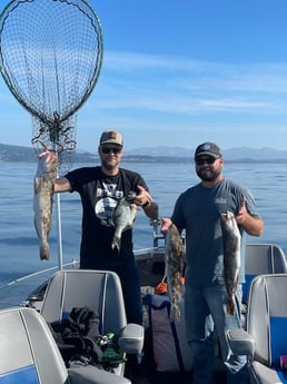 Lingcod, Triggerfish Fishing in Garibaldi, Oregon