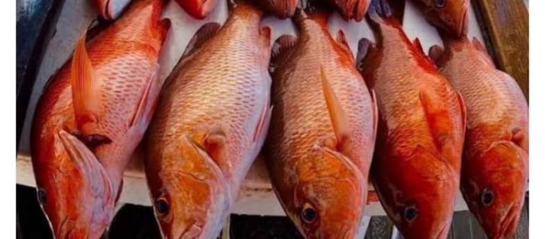 Red Snapper Fishing in Clearwater, Florida