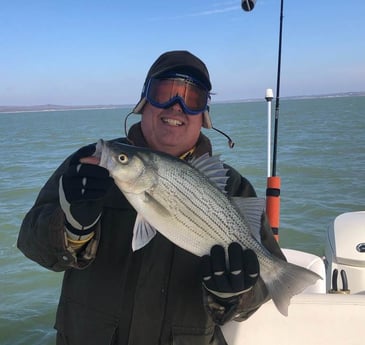 Hybrid Striped Bass Fishing in Runaway Bay, Texas