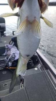 Largemouth Bass Fishing in Alba, Texas