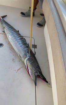 Wahoo fishing in Virginia Beach, Virginia