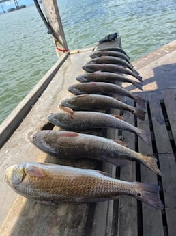 Redfish Fishing in Rockport, Texas