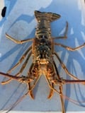 Lobster Fishing in Marathon, Florida