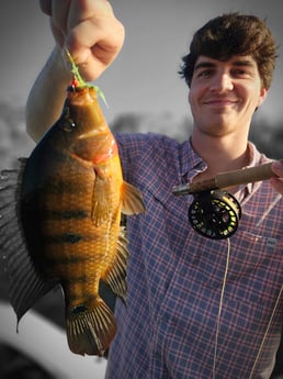 Cichlid Fishing in Pembroke Pines, FL, USA