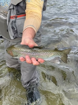 Fishing in Hume, California