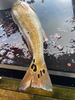 Fishing in Galveston, Texas