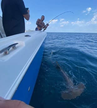 Hammerhead Shark fishing in Freeport, Texas