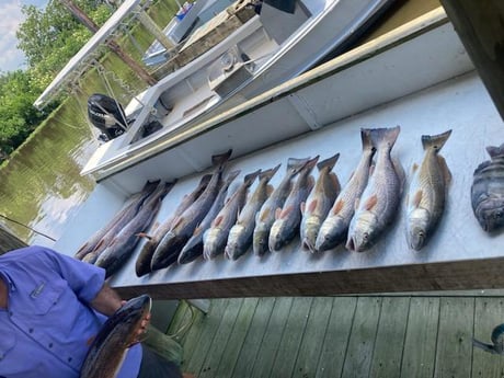 Redfish, Sheepshead Fishing in Delacroix, Louisiana