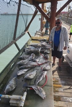 Black Drum Fishing in Port Isabel, Texas