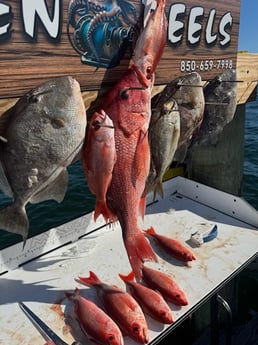 Fishing in Shalimar, Florida