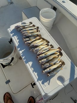 Fishing in Gulf Shores, Alabama