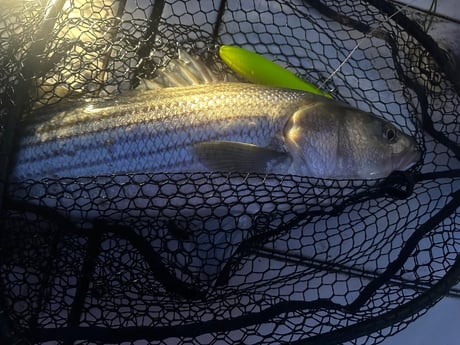Fishing in Westport, Massachusetts