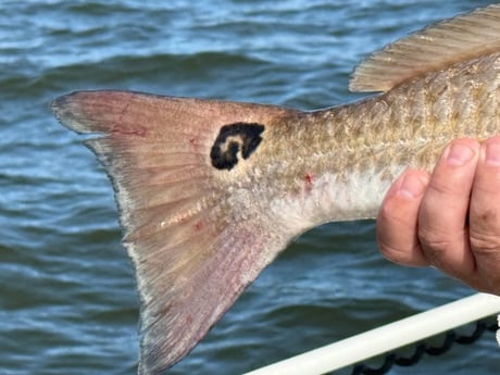 Fishing in Venice, Louisiana