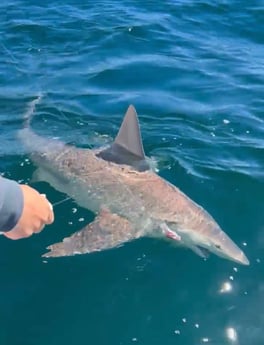 Fishing in Shalimar, Florida