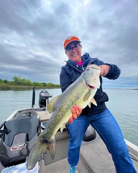 Largemouth Bass fishing in Buda, Texas