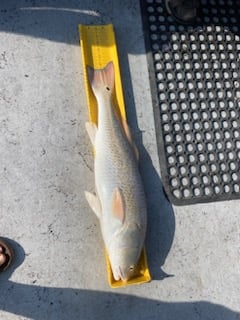 Redfish Fishing in Ingleside, Texas