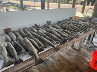 Speckled Trout Fishing in Delacroix, Louisiana