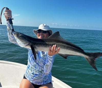 Cobia Fishing in Sarasota, Florida
