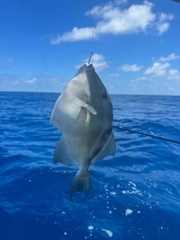 Fishing in Etoile, Texas