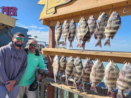 Sheepshead Fishing in Port Isabel, Texas