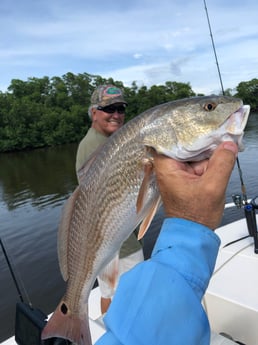 Redfish Fishing in Chokoloskee, Florida