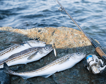 Pollock Fishing in Boston, Massachusetts