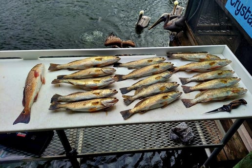 Redfish, Speckled Trout Fishing in Crystal River, Florida