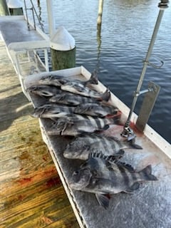 Sheepshead Fishing in Biloxi, Mississippi