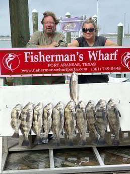 Black Drum, Redfish Fishing in Port Aransas, Texas