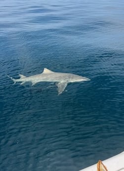 Bull Shark Fishing in Destin, Florida