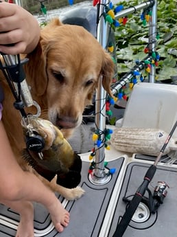 Fishing in Weston, Florida