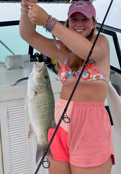 Mangrove Snapper Fishing in Marathon, Florida