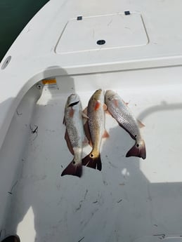 Fishing in Corpus Christi, Texas