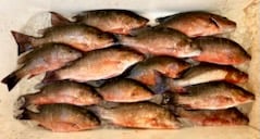 Fishing in Tampa, Florida