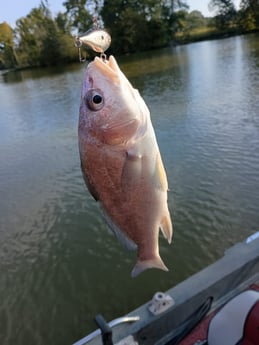 Mangrove Snapper Fishing in Holmes Beach, Florida