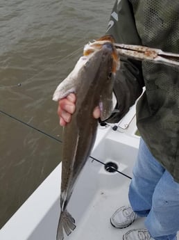 Speckled Trout / Spotted Seatrout fishing in San Leon, Texas