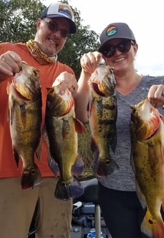 Peacock Bass fishing in Fort Lauderdale, Florida
