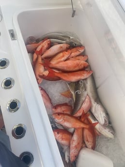 Tilefish, Vermillion Snapper Fishing in Santa Rosa Beach, Florida