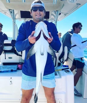 Cobia Fishing in Charleston, South Carolina