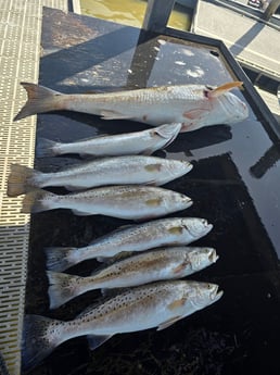 Redfish, Speckled Trout Fishing in