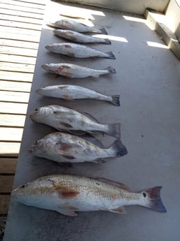 Sheepshead fishing in Houston, Texas