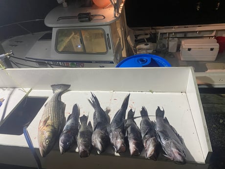 Fishing in Montauk, New York