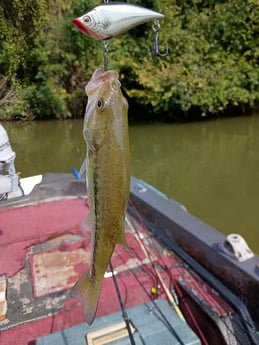 Largemouth Bass Fishing in Holmes Beach, Florida