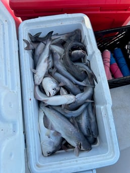 Fishing in Etoile, Texas